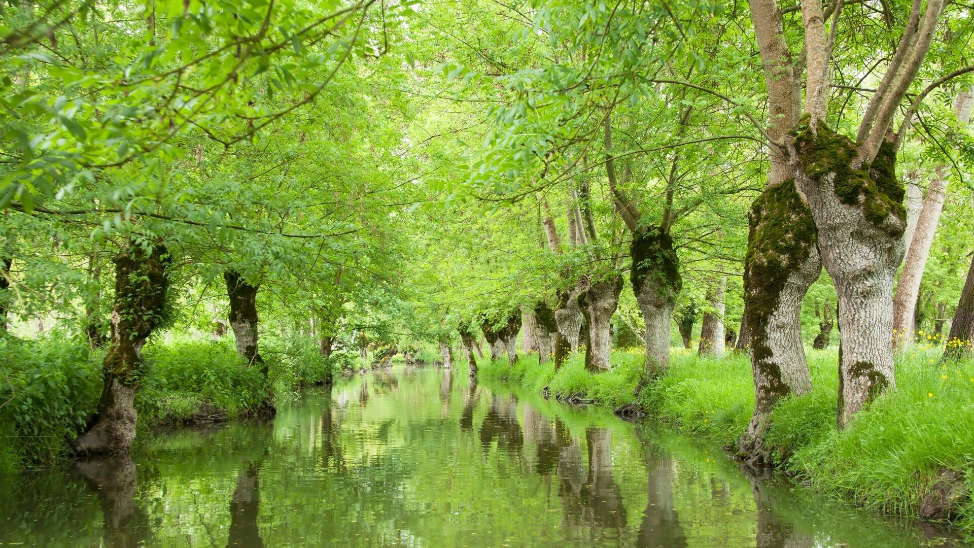 Vue du Marais Poitevin - ©Shutterstock