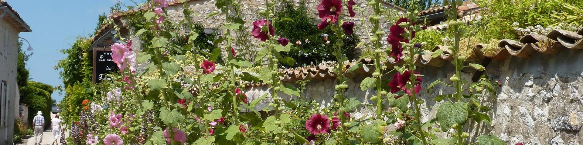 Stockrosen in Talmont sur Gironde - ©P.Migaud / FDHPA17