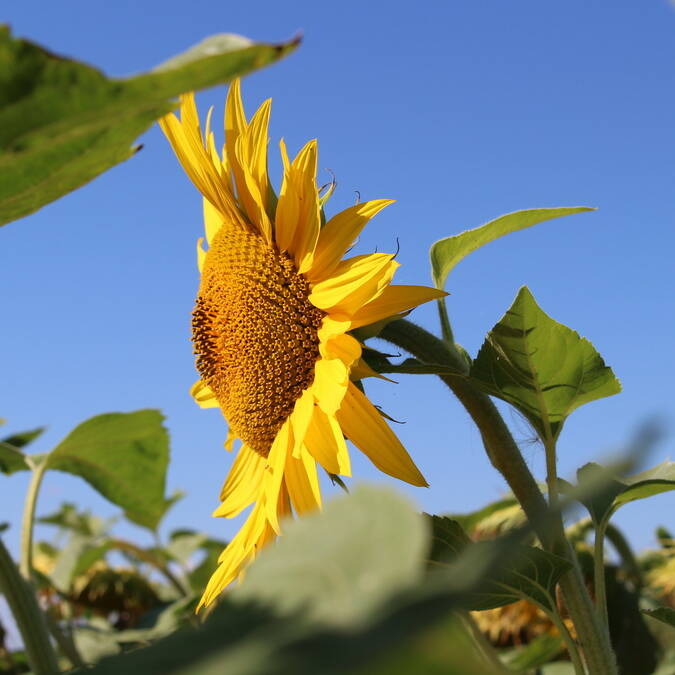 Sonnenblume © Stéphanie NADOUCE / CMT